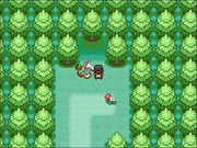 Eternal Forest Grotto