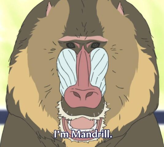 File:Mandrill.jpg