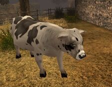 Cows