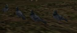 Pigeons