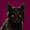 File:Black-cat 5.jpg