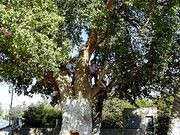 Sycamore44