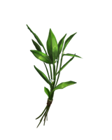 Knotgrass-lrg