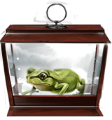 Western-green-toad-lrg