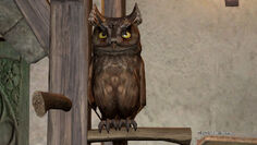 Screech Owl 1