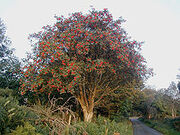 220px-Rowan tree 20081002b
