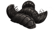 Woodlice