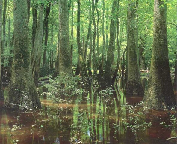 File:New-bedford-wetlands-photo-contest.jpg