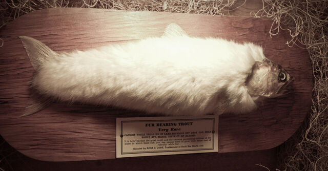 File:Fur-bearing trout.jpg