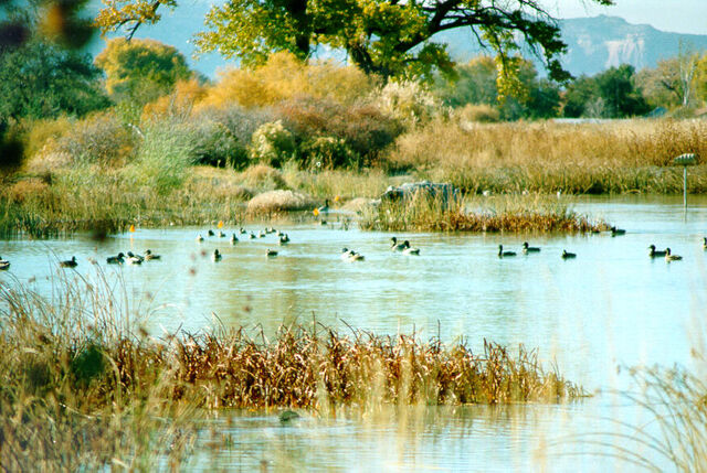 File:Wetland.jpg