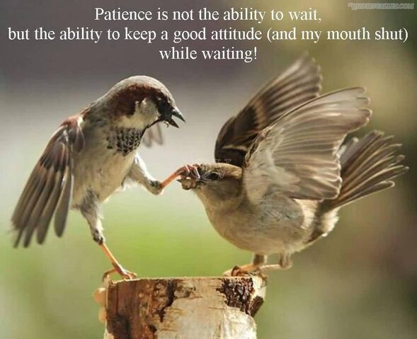 File:Patience-is-not-the-ability-to-wait.jpg