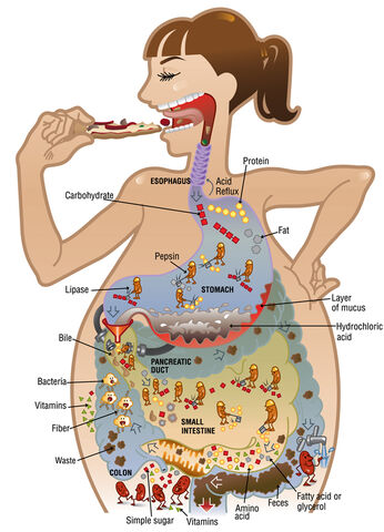 File:Digestion-illustration acs.jpg