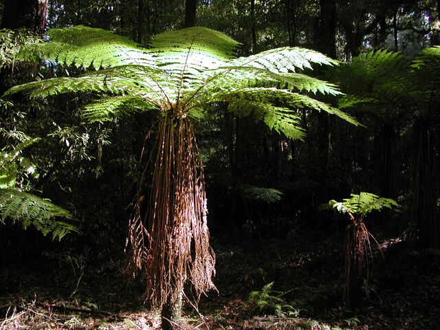 File:Tree fern.jpg