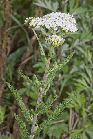 File:Yarrow.jpg