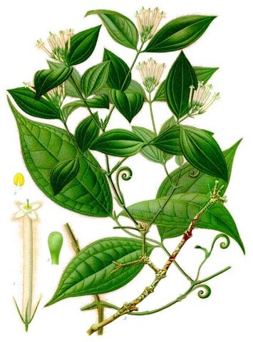 File:Strychnos Toxifera by Koehler 1887.jpg