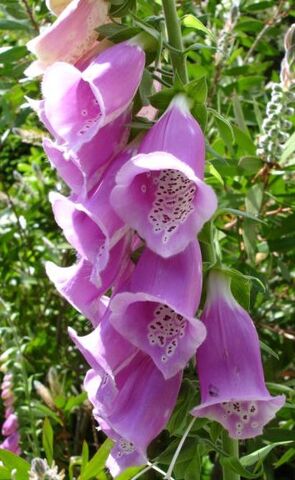 File:Foxglove.jpg