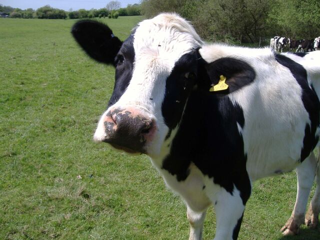 File:Cow.jpg