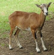 MouflonEwe