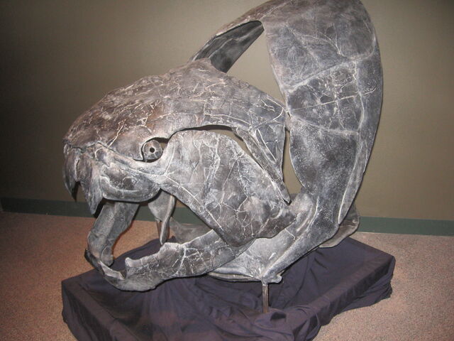 File:Dunkleosteus skull.jpg