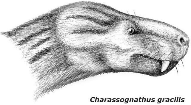 File:Charassognathus head.jpg