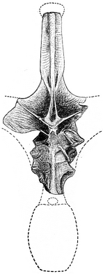 Amphicoelias fragillimus vertebra