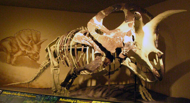 File:Torosaurus skel.jpg