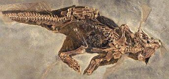 Senckenberg psittacosaur