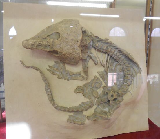 File:Labidosaurus RUGM.jpg