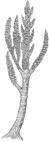 File:Prototaxites dawson.png