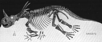 Styracosaurus skeleton AMNH5372