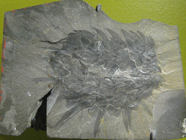 File:Wiwaxia.jpg