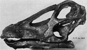 Diplodocus2