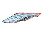 Haikouichthys1