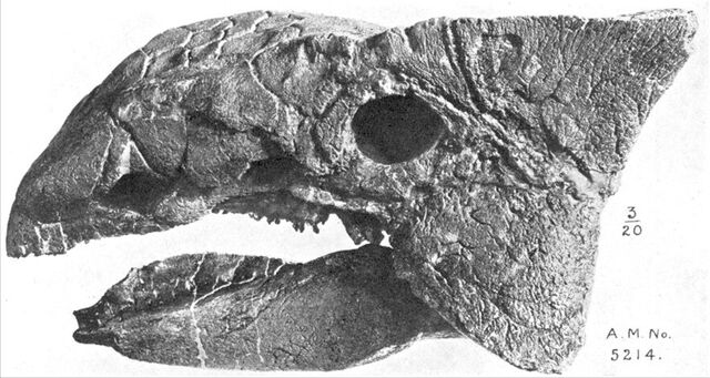 File:Ankylosaurus skull AMNH.jpg