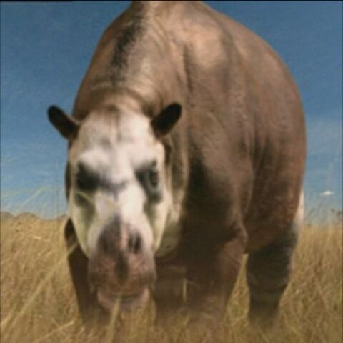 File:ToxodonPortrait.jpg