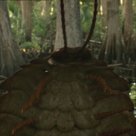 File:ArthropleuraPortrait.jpg