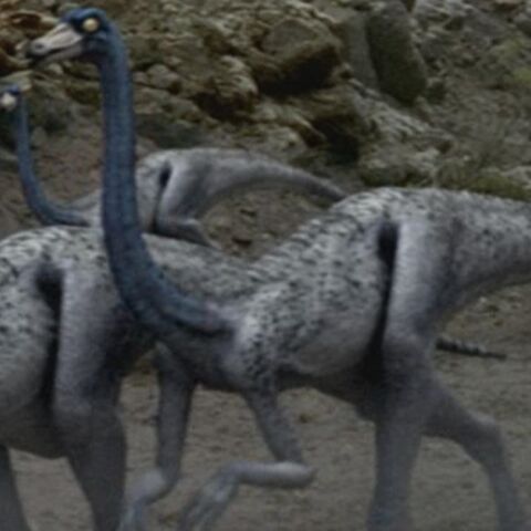 File:OrnithomimusPortrait.jpg