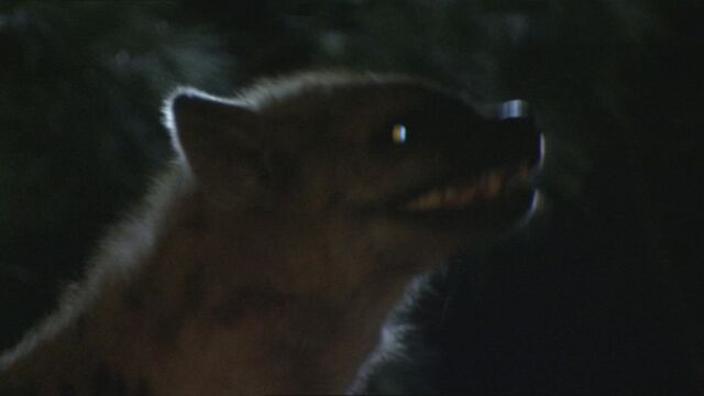 File:CaveHyenaInfobox.jpg
