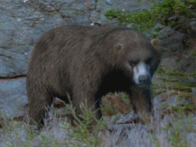 File:1x2 CaveBear.jpg