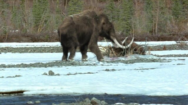 File:Mammoth.jpg