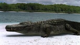 Croc