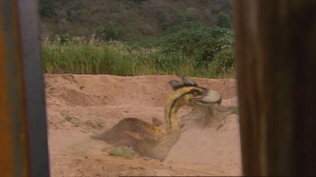 File:1x6 TerrorBirdHasDustbath.jpg
