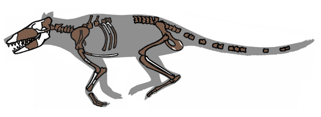 File:800px-Pakicetus fossil.png