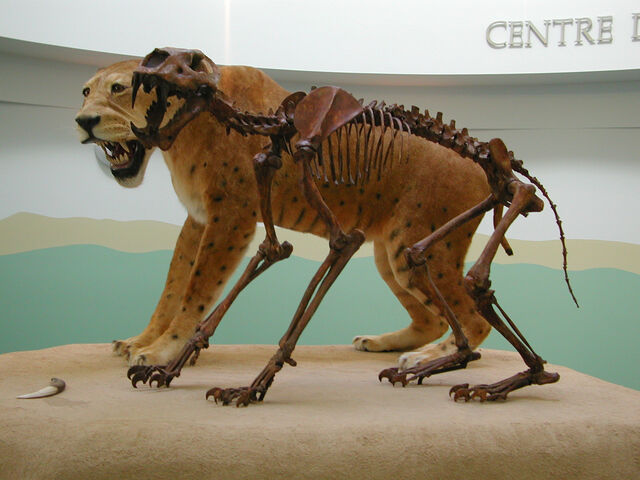 File:Homotherium.jpg