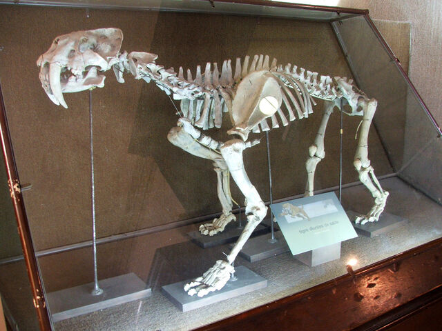 File:Smilodon Populator.jpg