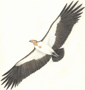 Aiolornis.jpg
