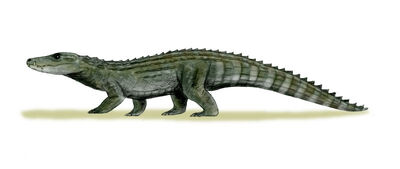 Allodaposuchus.jpg