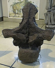 Argentinosaurus4 Vertebra.jpg