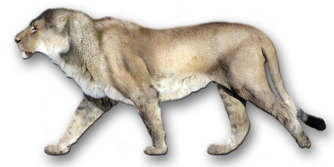 Panthera leo atrox Wiki Prehistórico FANDOM powered by Wikia