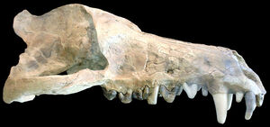 Andrewsarchus cráneo.jpg